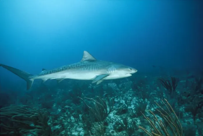 Framed Print : Tiger Shark - full length Bahamas Framed Print : Tiger Shark - full length Bahamas