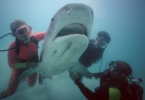 Tiger SHARK - live shark being handled into position