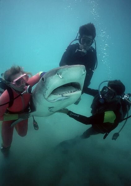 Tiger SHARK - live shark being man handled into