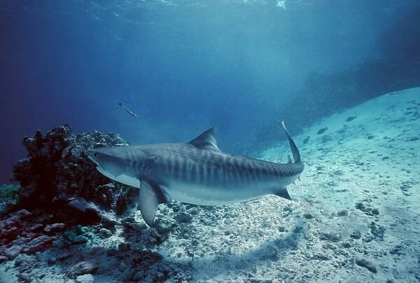 Tiger Shark - Tiger attracted to baits in reef. Coral sea. Australia TIG-022