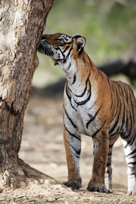Framed Print : Tiger - Smelling another tigers scent on tree Ranthambhore National Park, Rajasthan, India Framed Print : Tiger - Smelling another tigers scent on tree Ranthambhore National Park, Rajasthan, India