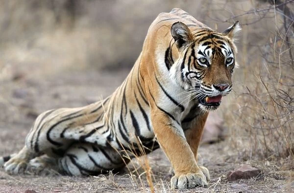 Tiger - Stalking prey Ranthambhore NP, Rajasthan, India