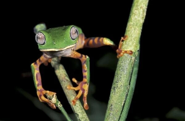 Tiger-striped Leaf Frog - Tambopata Candamo Reserve - Peru