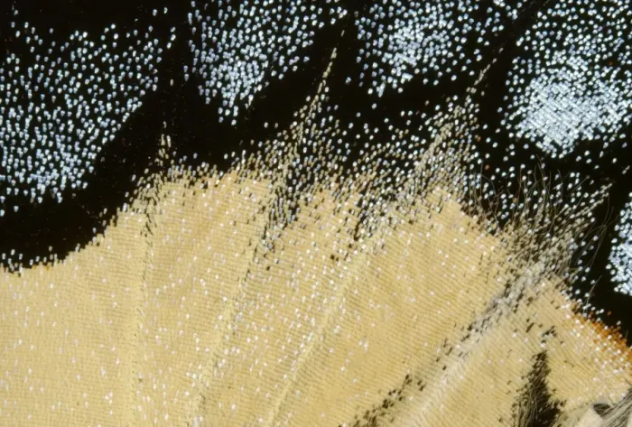 Framed Print : Tiger Swallowtail Butterfly - close-up of scales Canada Framed Print : Tiger Swallowtail Butterfly - close-up of scales Canada