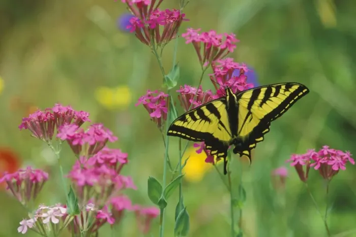 Framed Print : Tiger Swallowtail - male on phlox, Summer. Pacific Northwest, USA. Px643 Framed Print : Tiger Swallowtail - male on phlox, Summer. Pacific Northwest, USA. Px643