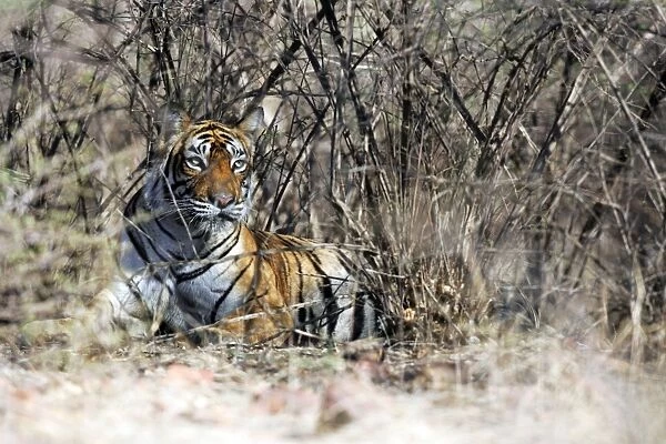 Tiger - In thorn bush Ranthambhore National Park, Rajasthan, India