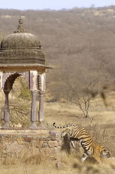 Tiger - Tigress & Chhatri - Ranthambhore