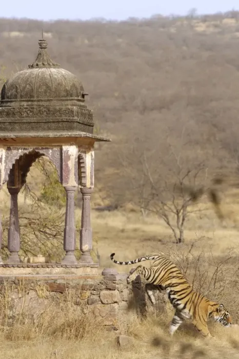 Framed Print : Tiger - Tigress & Chhatri - Ranthambhore Framed Print : Tiger - Tigress & Chhatri - Ranthambhore