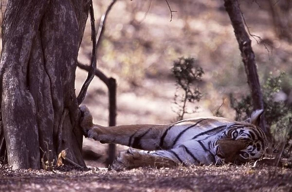 Tiger - Tigress resting with paw on tree Ranthambhore NP, Rajasthan, India