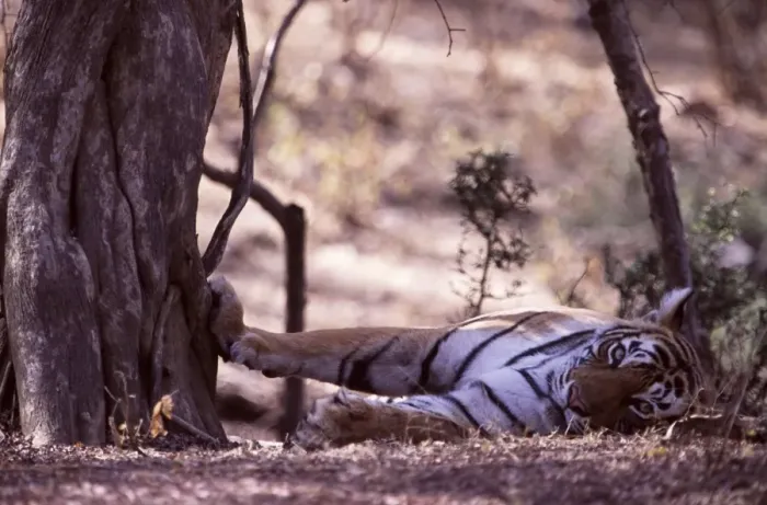 Framed Print : Tiger - Tigress resting with paw on tree Ranthambhore NP, Rajasthan, India