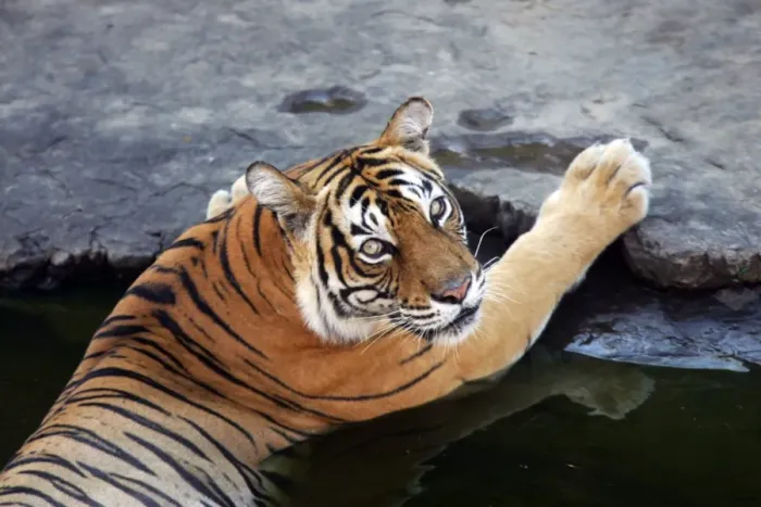 Framed Print : Tiger - Tigress in water pool Ranthambhore National Park, Rajasthan, India Framed Print : Tiger - Tigress in water pool Ranthambhore National Park, Rajasthan, India