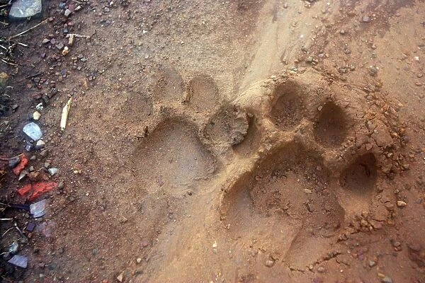 Tiger tracks in dirt road Ranthambhore National Park, Rajasthan, India