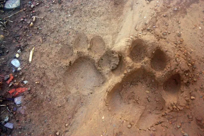Framed Print : Tiger tracks in dirt road Ranthambhore National Park, Rajasthan, India Framed Print : Tiger tracks in dirt road Ranthambhore National Park, Rajasthan, India
