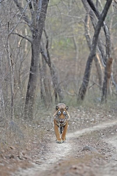 Tiger - walking along forest track - Ranthambhore National Park - Rajasthan - India