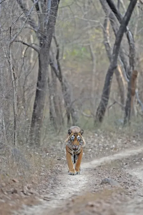 Framed Print : Tiger - walking along forest track - Ranthambhore National Park - Rajasthan - India