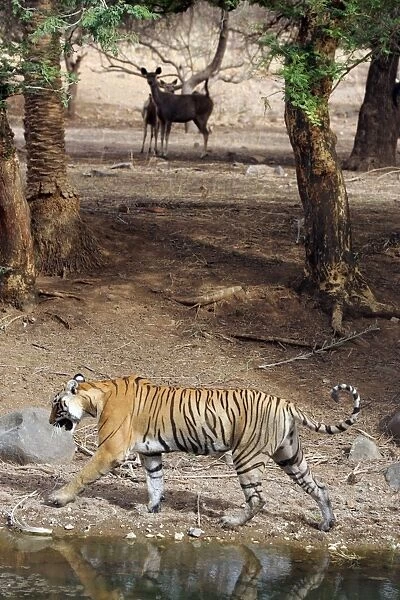 Tiger - Walking past alert Sambar (Cervus unicolor) Ranthambhore NP, Rajasthan, India