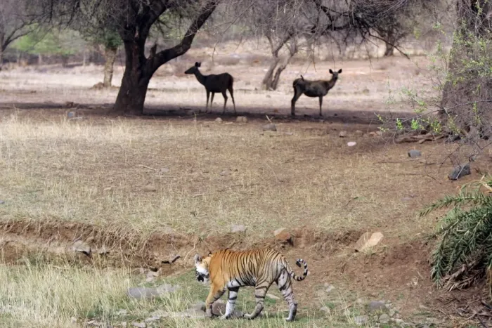 Framed Print : Tiger - Walking past alert Sambar (Cervus unicolor) Ranthambhore NP, Rajasthan, India Framed Print : Tiger - Walking past alert Sambar (Cervus unicolor) Ranthambhore NP, Rajasthan, India