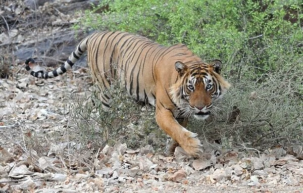 Tiger - walking - Ranthambhore National Park - Rajasthan - India