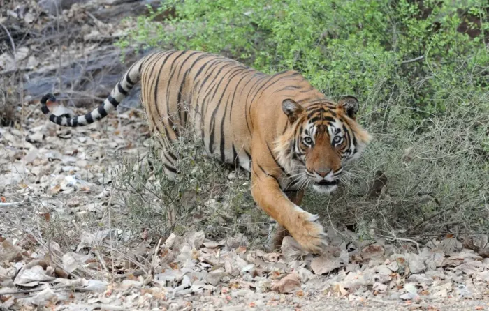 Framed Print : Tiger - walking - Ranthambhore National Park - Rajasthan - India Framed Print : Tiger - walking - Ranthambhore National Park - Rajasthan - India