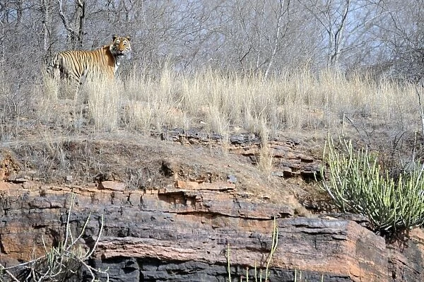 Tiger - walking on rocky landscape - Ranthambhore National Park - Rajasthan - India
