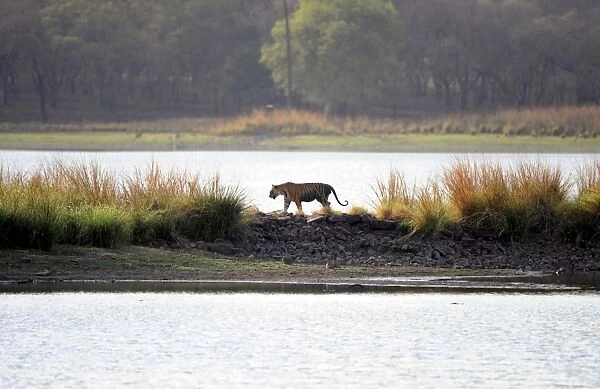 Tiger - walking across wall in middle of Rajbagh Lake - Ranthambhore National Park - Rajasthan - India