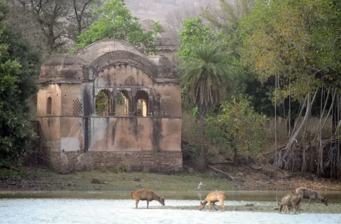 Framed Print : Tiger - watching Sambar Deer (Cervus unicolor) from Rajbagh Palace - Ranthambhore National Park - Rajasthan - India Framed Print : Tiger - watching Sambar Deer (Cervus unicolor) from Rajbagh Palace - Ranthambhore National Park - Rajasthan - India