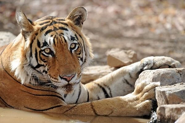 Tiger - in water pool - Ranthambhore National Park - Rajasthan - India