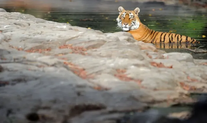 Framed Print : Tiger - in water pool - Ranthambhore National Park - Rajasthan - India Framed Print : Tiger - in water pool - Ranthambhore National Park - Rajasthan - India