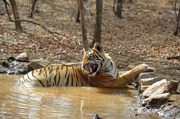Tiger - in water pool - snarling - Ranthambhore National Park - Rajasthan - India