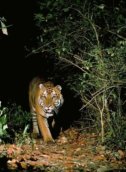 Tiger - in wild, at night. Royal Chitwan National Park, Nepal