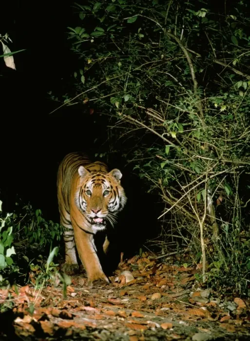 Framed Print : Tiger - in wild, at night. Royal Chitwan National Park, Nepal Framed Print : Tiger - in wild, at night. Royal Chitwan National Park, Nepal
