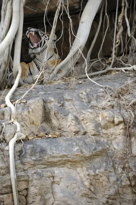 Framed Print : Tiger - yawning from roots of Banyan Tree (Ficus benghalensis) - Ranthambhore National Park - Rajasthan - India