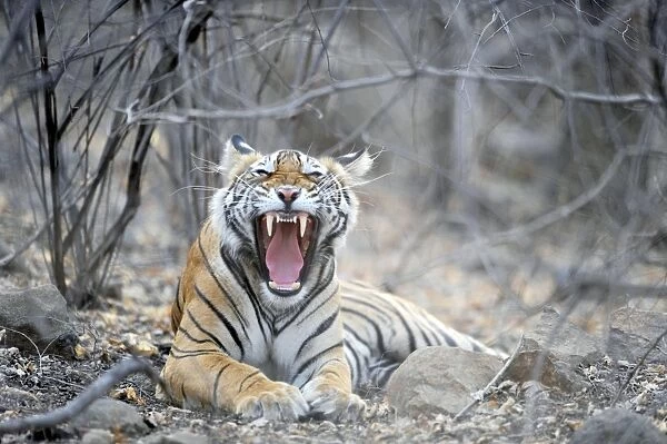 Tiger - yawning showing canines - Ranthambhore National Park, Rajasthan, India