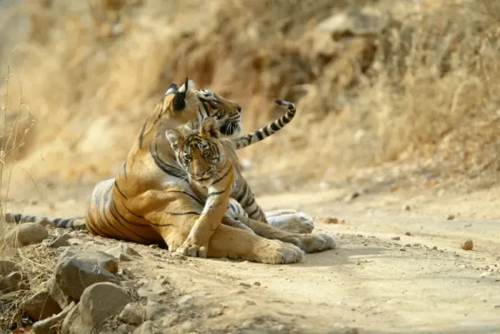 Framed Print : Tigers - 3 month old cub with mother Ranthambhore NP, Rajasthan, India Framed Print : Tigers - 3 month old cub with mother Ranthambhore NP, Rajasthan, India