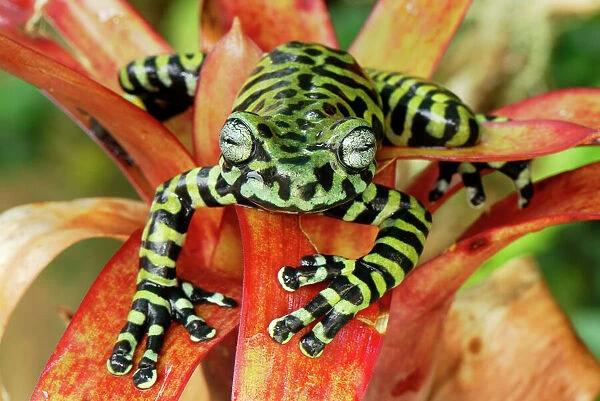 Tiger's Treefrog on bromeliad