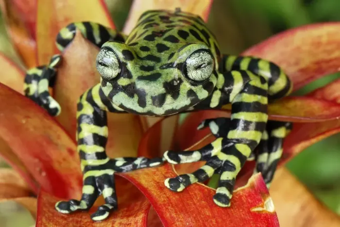 Framed Print : Tiger's Treefrog on bromeliad - new species discovered in 2007 - Pasto - Departamento Narino - Colombia Framed Print : Tiger's Treefrog on bromeliad - new species discovered in 2007 - Pasto - Departamento Narino - Colombia