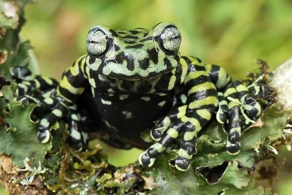 Tiger's Treefrog - new species discovered in 2007 - Pasto - Departamento Narino - Colombia