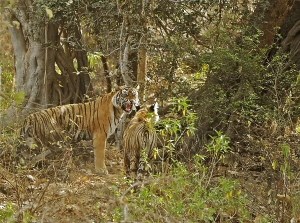 Tigress and cub - Tigress interacts with her cub - NB her two missing canines - Ranthambhore