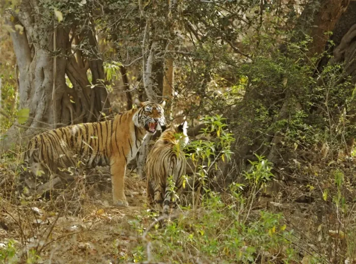Framed Print : Tigress and cub - Tigress interacts with her cub - NB her two missing canines - Ranthambhore Framed Print : Tigress and cub - Tigress interacts with her cub - NB her two missing canines - Ranthambhore