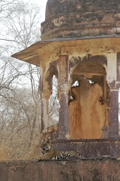 Framed Print : Tigress - large cub lying on chhatri base (elevated, dome-shaped pavilion) - Ranthambhore National park Framed Print : Tigress - large cub lying on chhatri base (elevated, dome-shaped pavilion) - Ranthambhore National park