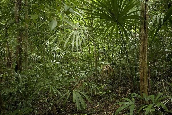 Tikal Rainforest Guatemala