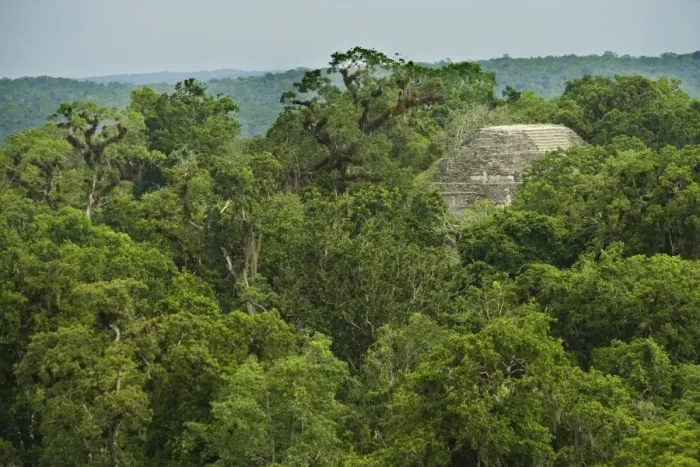 Framed Print : Tikal Site - Rainforest - Guatemala Framed Print : Tikal Site - Rainforest - Guatemala