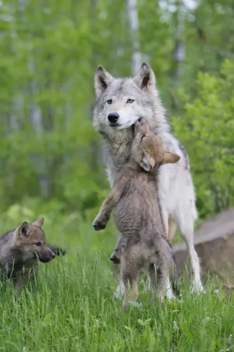 Framed Print : Timber / Grey Wolf - adult with cub begging. Minnesota - USA Framed Print : Timber / Grey Wolf - adult with cub begging. Minnesota - USA
