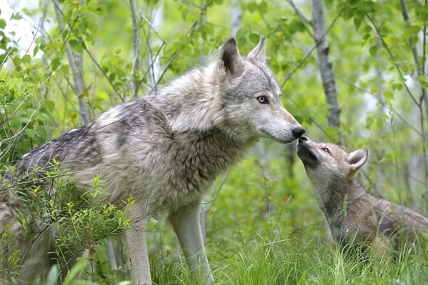 Timber  /  Grey Wolf - adult with cub. Minnesota - USA