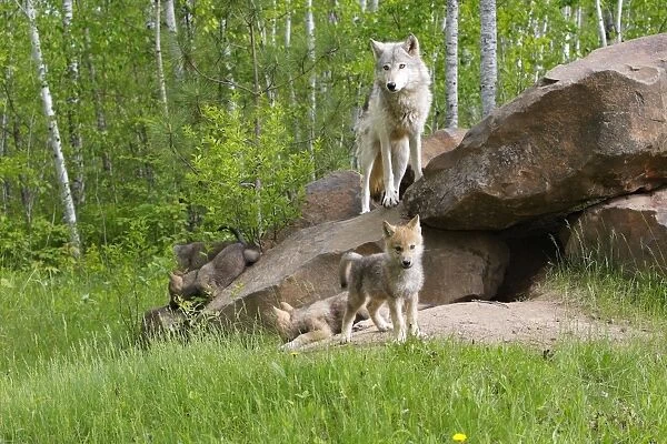 Timber  /  Grey Wolf - adult with cubs at den entrance. Minnesota - USA
