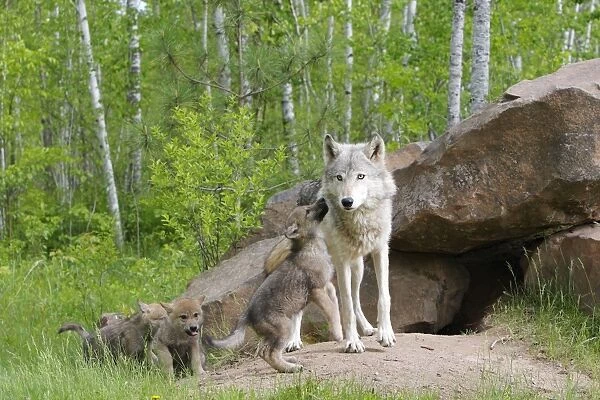 Timber  /  Grey Wolf - adult with cubs. Minnesota - USA