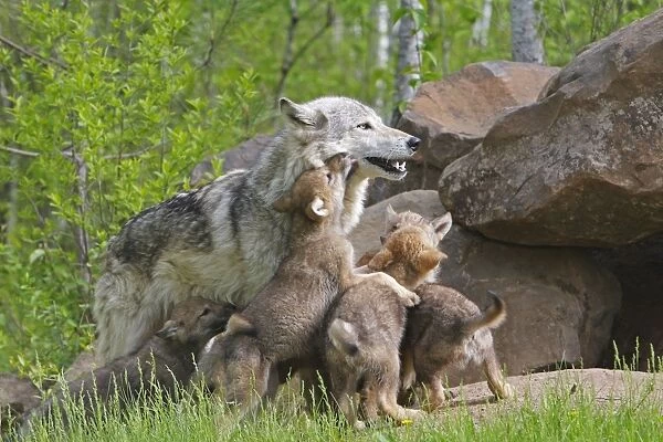 Timber  /  Grey Wolf - adult with cubs. Minnesota - USA