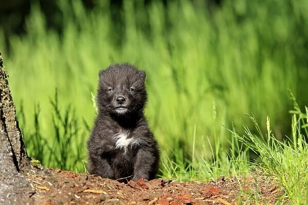Timber  /  Grey Wolf - cub. Minnesota - USA