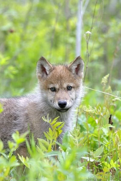 Timber  /  Grey Wolf - cub. Minnesota - USA