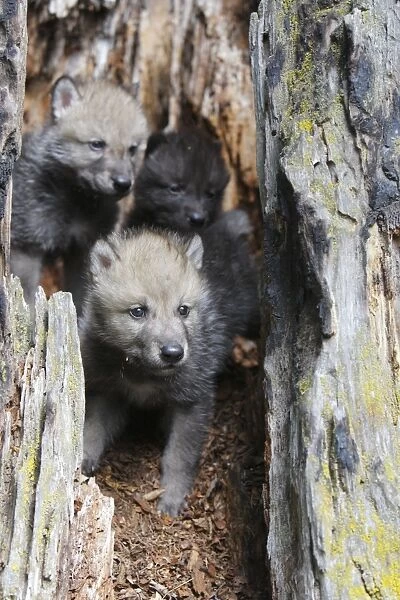 Timber  /  Grey Wolf - cubs. Minnesota - USA